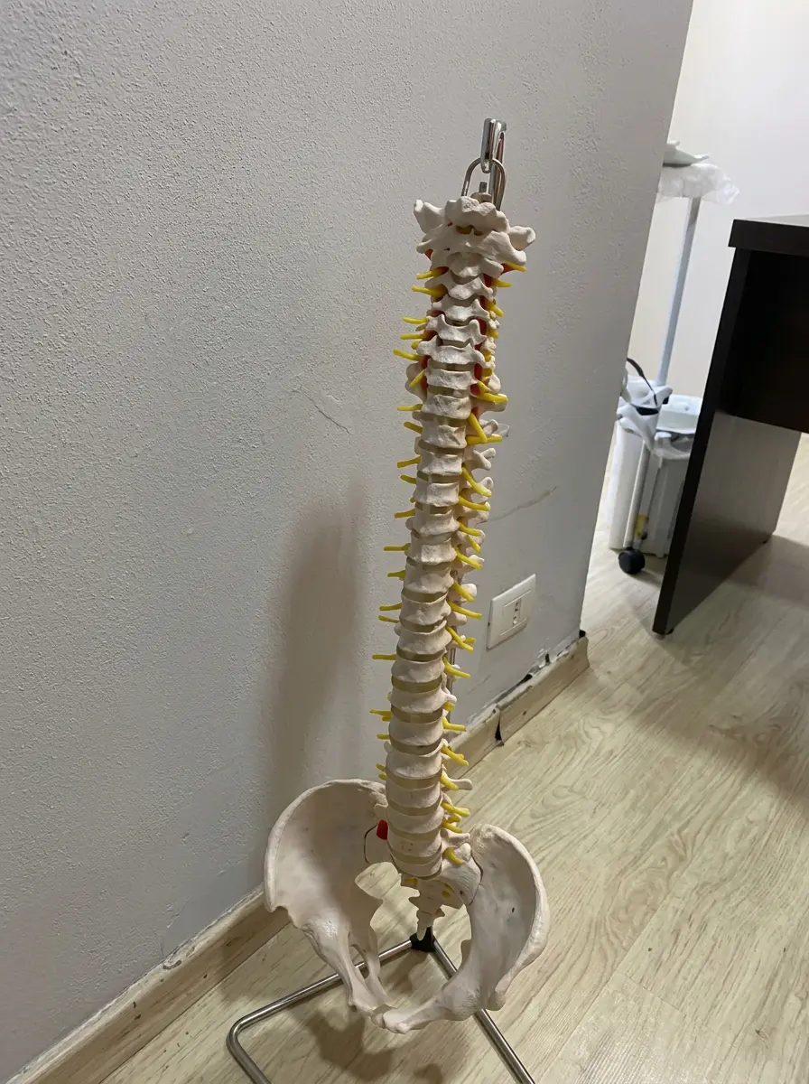 Modelo anatômico de coluna na clínica